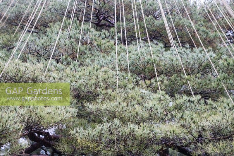 Close up of ropes of wigwam of ropes, called Yukitsuri, creating protection against snow damage of Pine tree.