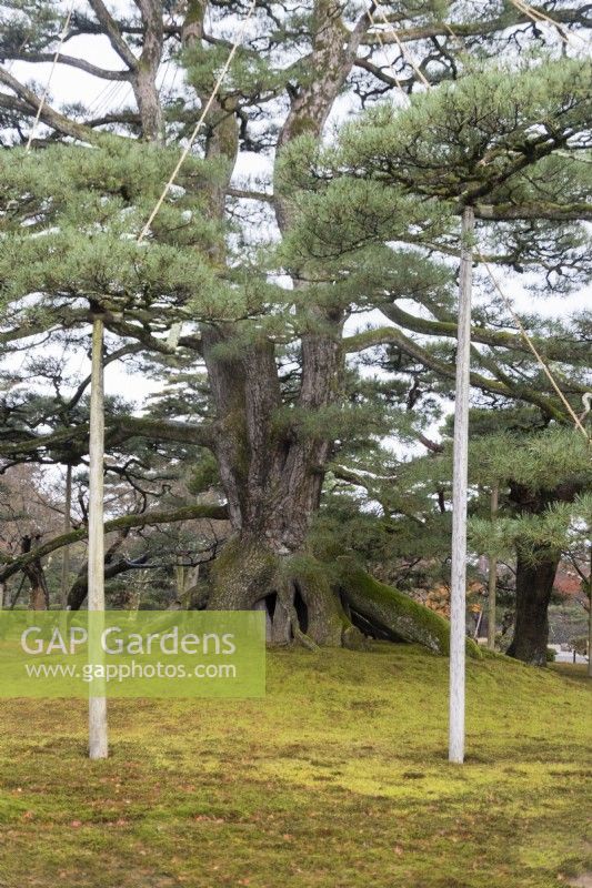 The Neagarinomatsu, or standing roots Pine tree. Poles supporting branches. 