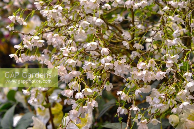 White flowering Prunus incisa Kojo-no-mai. March