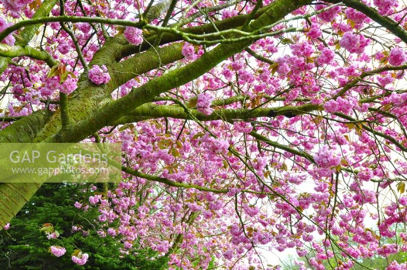 Spreading branches of Prunus serrulata  with full intense pink flowers. April