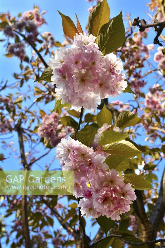Prunus serrulata Kanzan- Japanese Cherry Tree -with full intense pink flowers. April

