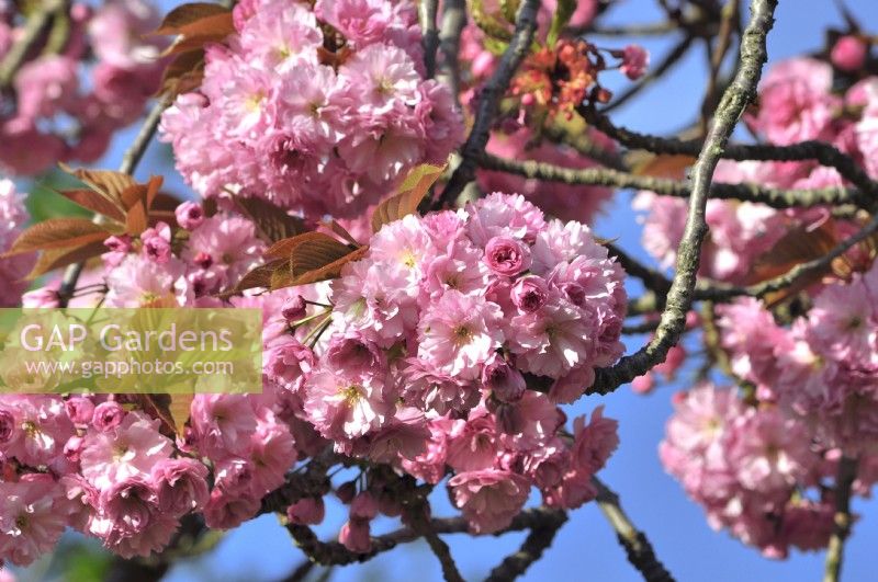 Lushly blooming branches of Prunus serrulata Kanzan- Japanese Cherry Tree -with full intense pink flowers. April

