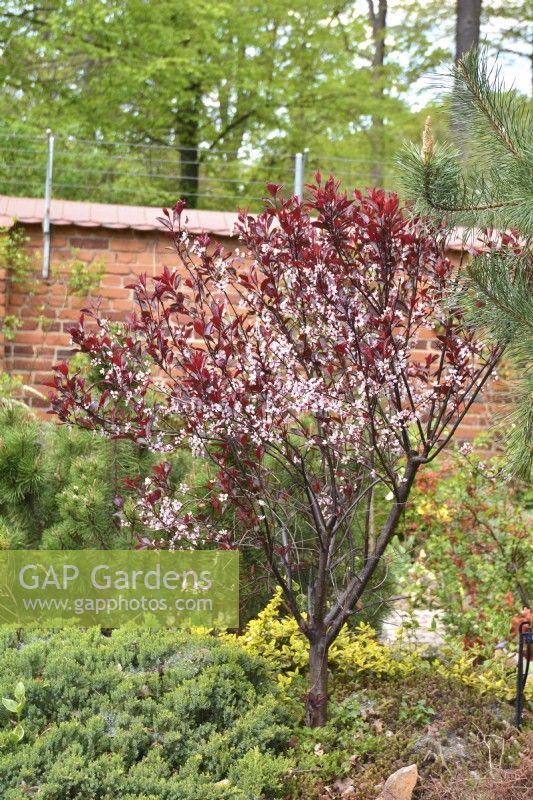 Prunus x cistena- Purple leaf sand cherry, Prunus x cistena 'Crimson Dwarf', Prunus x cistena 'Purpurea' in early spring private garden. April