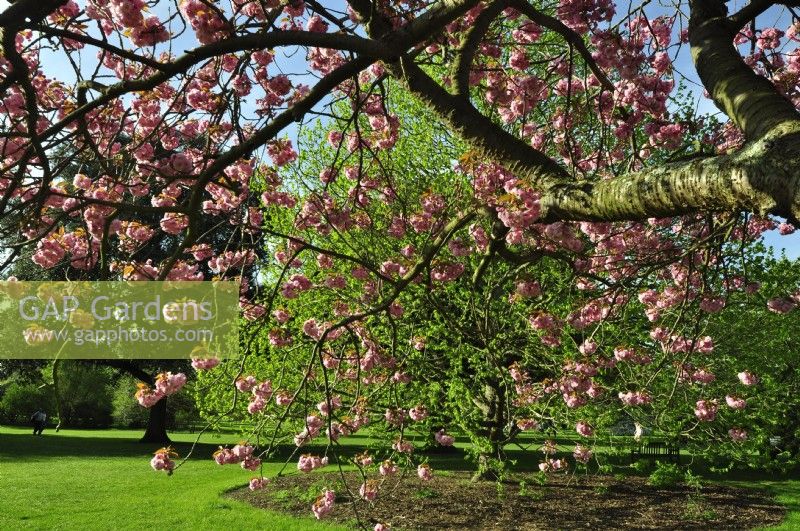 Hanging branches of Prunus serrulata Kanzan- Japanese Cherry Tree -with full intense pink flowers in park. April

