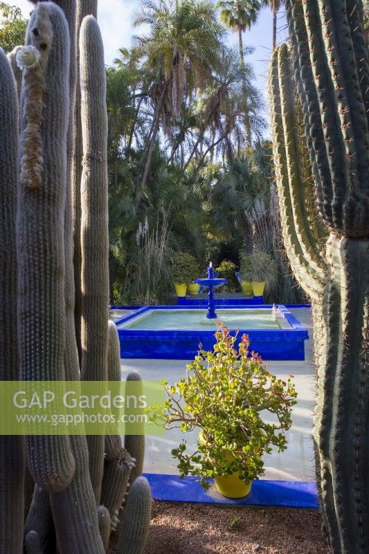 Crassula ovata minima, Jade plant in a yellow container between cacti, raised pond with fountain in Jardin Majorelle, Yves Saint Laurent garden 