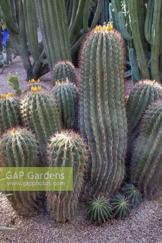 Ferocactus pilosus - Mexican fire barrel cactus with yellow flower buds