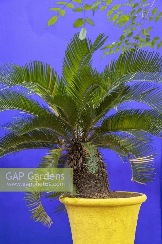 Cycas revoluta, cycad - Japanese sago palm in a yellow painted container against a cobalt blue painted wall, Jardin Majorelle, Yves Saint Laurent garden 