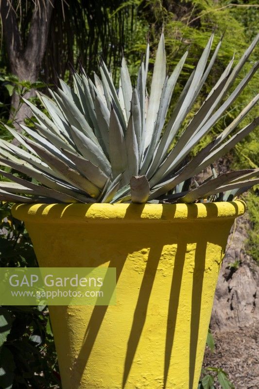 Agave in a painted yellow container 
