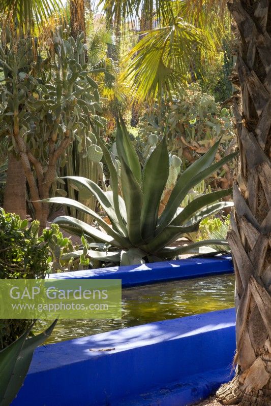 Raised painted cobalt blue rill with an Agave salmiana behind it