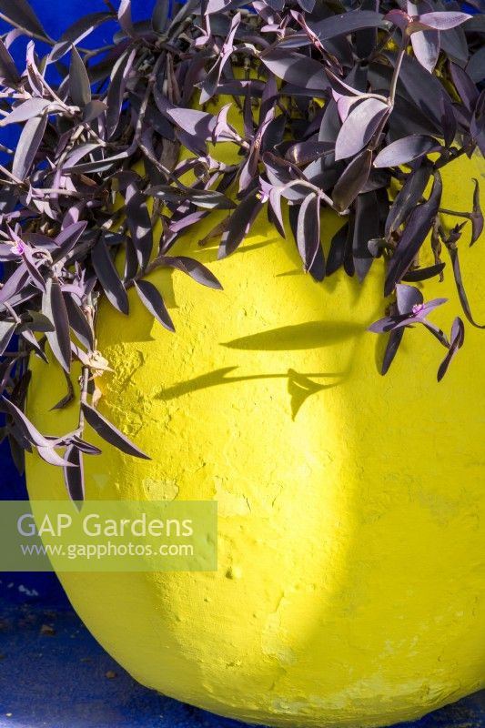 Tradescantia pallida in a bright yellow painted container 