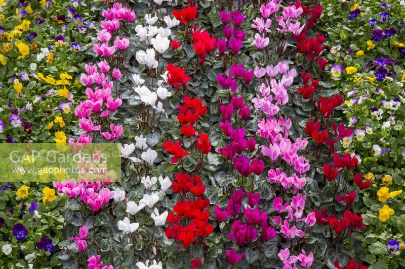 Different varieties of Cyclamen and Viola on display at a garden centre nursery