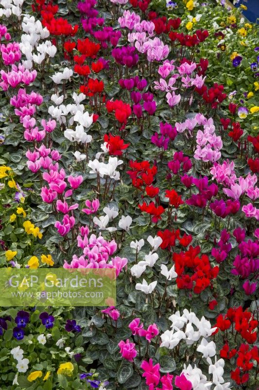 Different varieties of Cyclamen and Viola on display at a garden centre nursery 