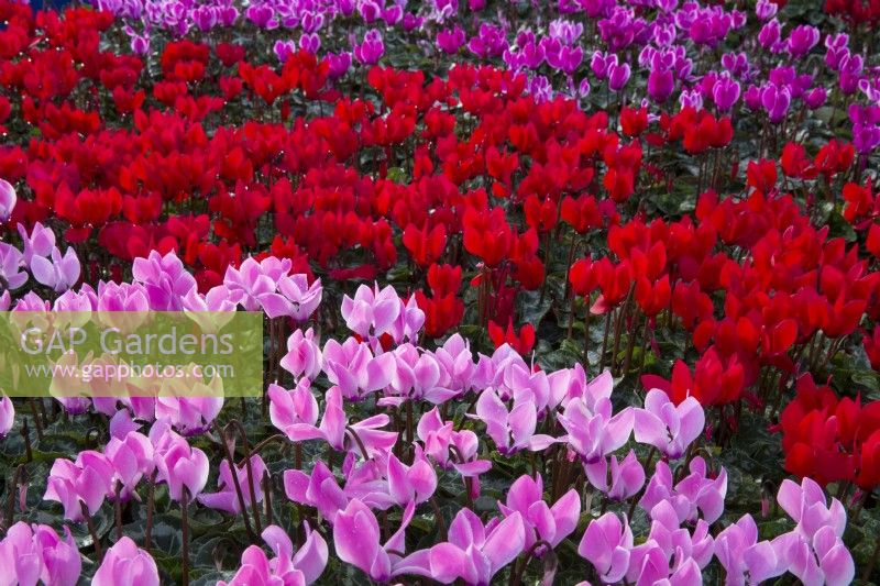 Different varieties of Cyclamen on display at a garden centre nursery