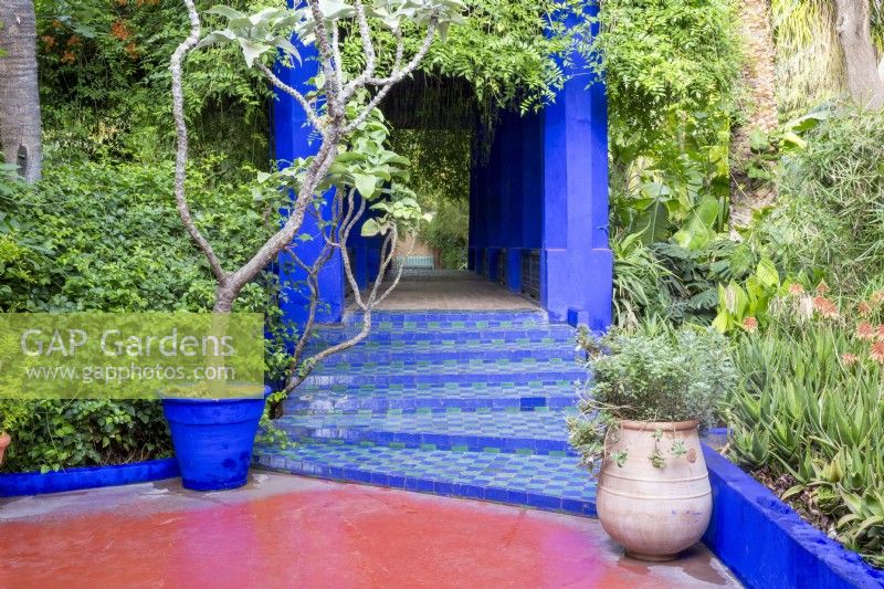 Jardin Majorelle, Yves Saint Laurent garden, green and blue tiled steps surrounded by mixed perennial planting 