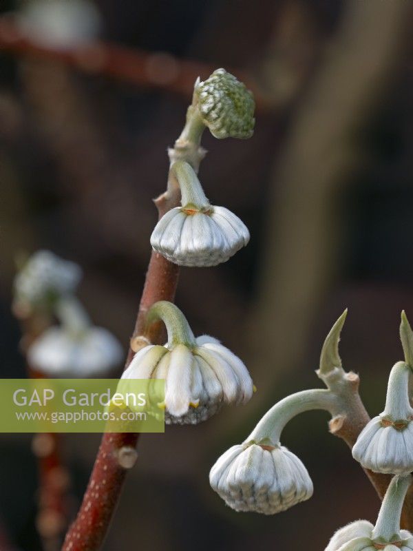 Edgeworthia chrysantha - paperbush January Norfolk