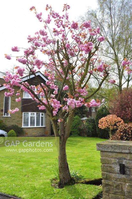 Prunus serrulata with full intense pink flowers in front garden early spring.  April