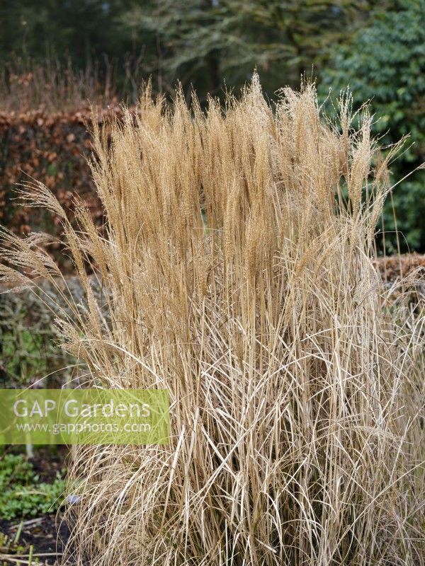 Miscanthus sinensis 'Krater', Chinese silver grass, Japanese silver grass or Eulalia grass, February.