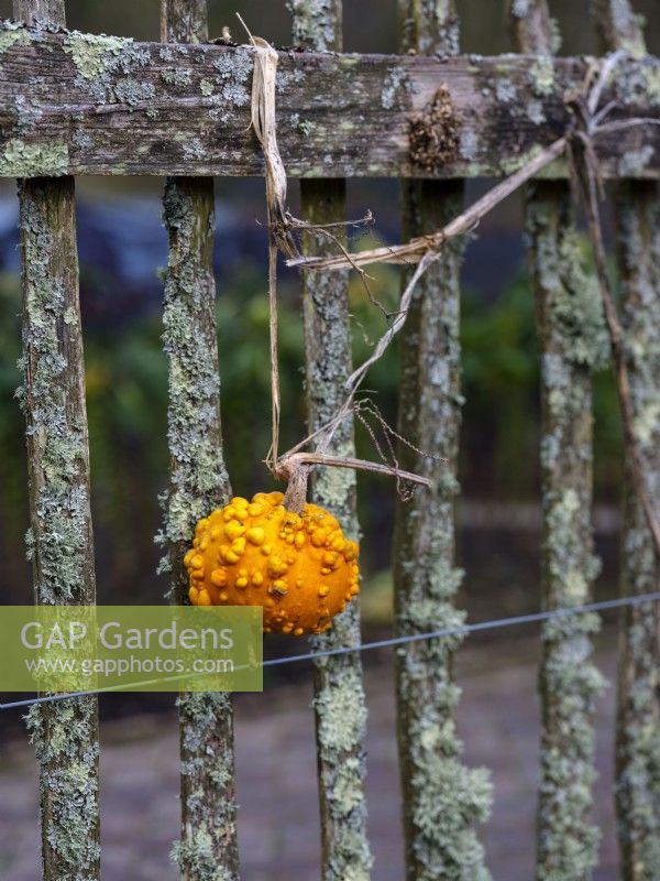 Cucurbita pepo, the Knucklehead pumpkin growing on a rustic wooden garden fence in Winter.