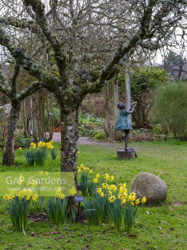 Narcissus 'Rijnveld's Early Sensation' in an orchard at RHS Rosemoor. Metal garden sculpture of a young girl in the background.  February.