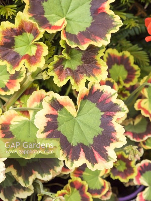 Pelargonium 'Contrast' Variegated leaves