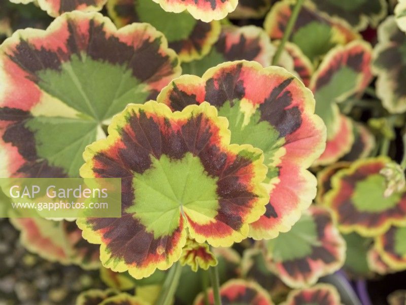 Pelargonium 'Contrast' Variegated leaves