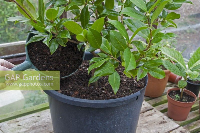 Repotting a Camellia shrub into a large plant pot