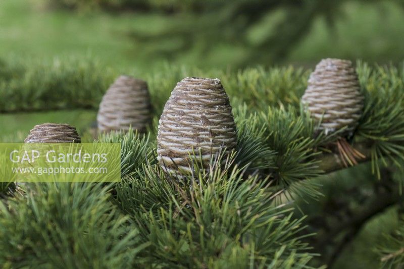 Cedrus libani cones Cedar of Lebanon conifer