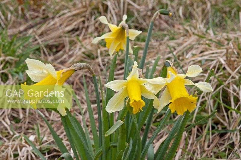 Wild Narcissus pseudonarcissus 'Lobularis' Lent lily daffodil