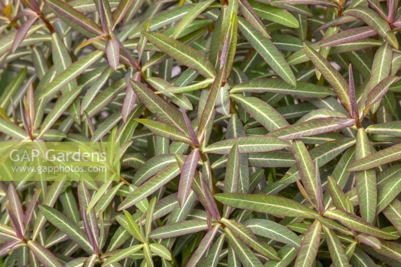 Spring foliage of Euphorbia donii 'Amjillasa'