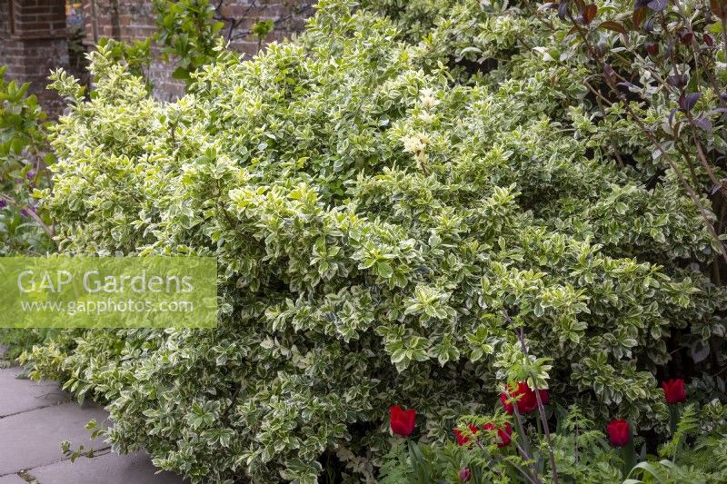 Euonymus fortunei 'Emerald Gaiety' AGM