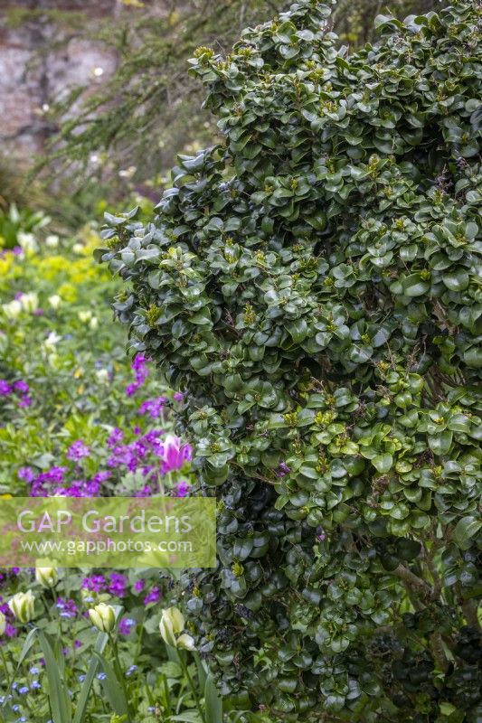 Ligustrum japonicum 'Rotundifolium' - Japanese privet