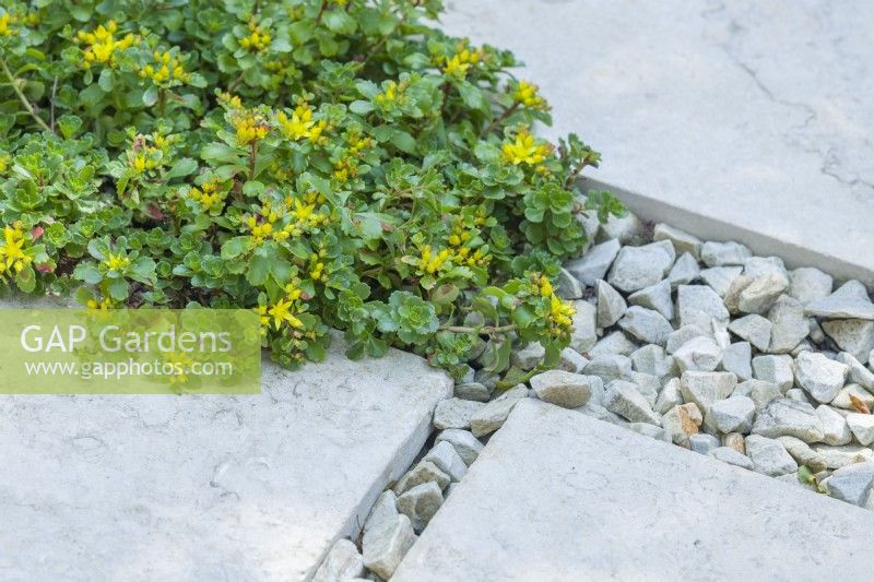 Sedum kamtschaticum planted with limestone chippings in gaps between limestone paving slabs. June