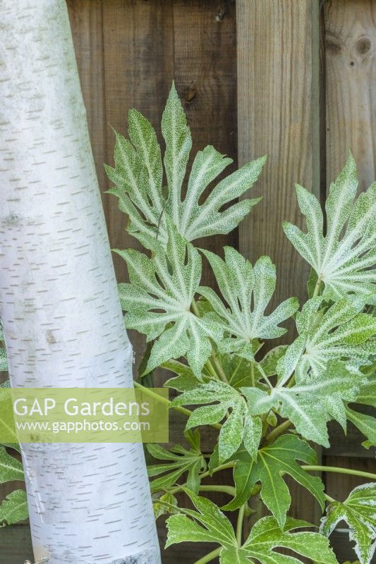 Fatsia japonica 'Spider's Web' - variegated caster oil plant, growing in the shade of a birch tree. June.