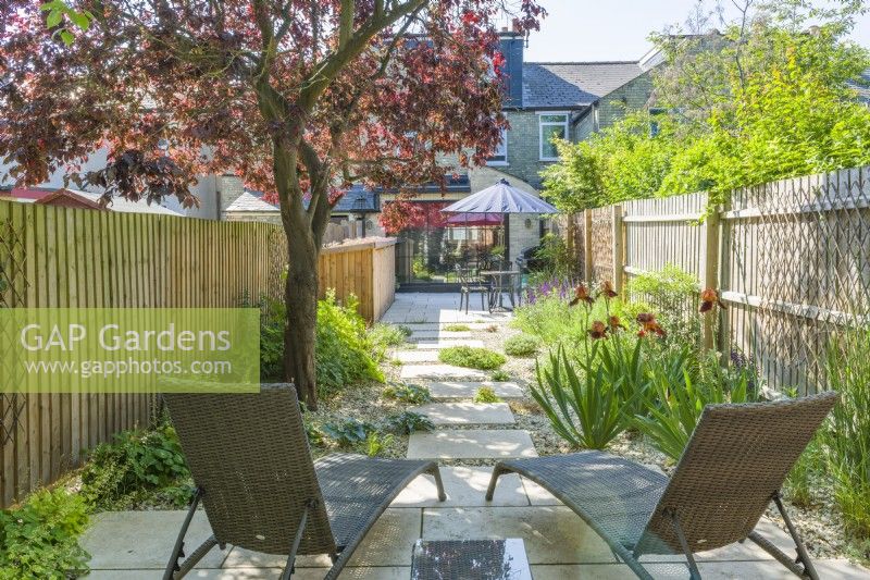 Sun loungers in a small contemporary town garden in summer with stepping stones, stone chippings, a wide variety of plants incuding Iris 'Natchez Trace' and a mature Prunus cerasifera 'Nigra' providing dappled shade. June