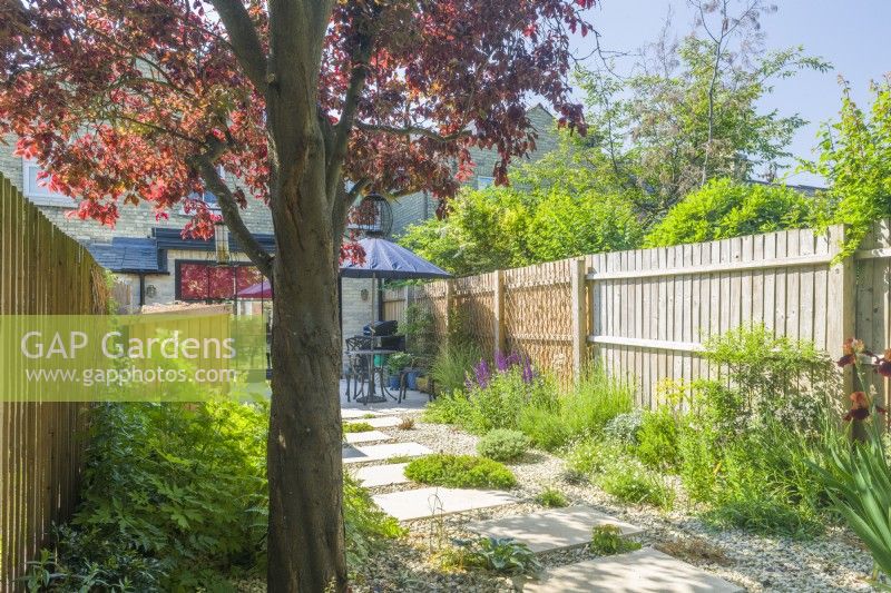 Small contemporary town garden in summer with limestone stepping stones, limestone chippings and a mature Prunus cerasifera 'Nigra' providing dappled summer shade. June