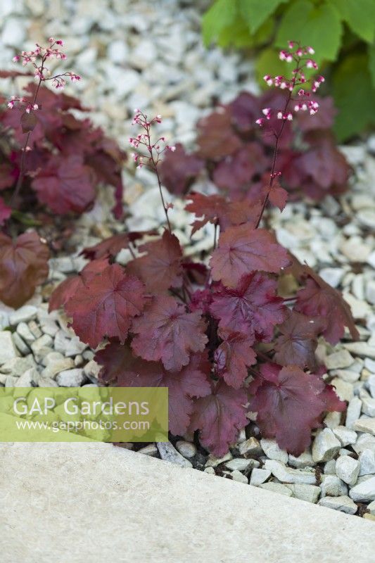 Clumps of Heuchera 'Fire Chief' planted on the edge of limestone paving with limestone chippings covering the soil surface. June.