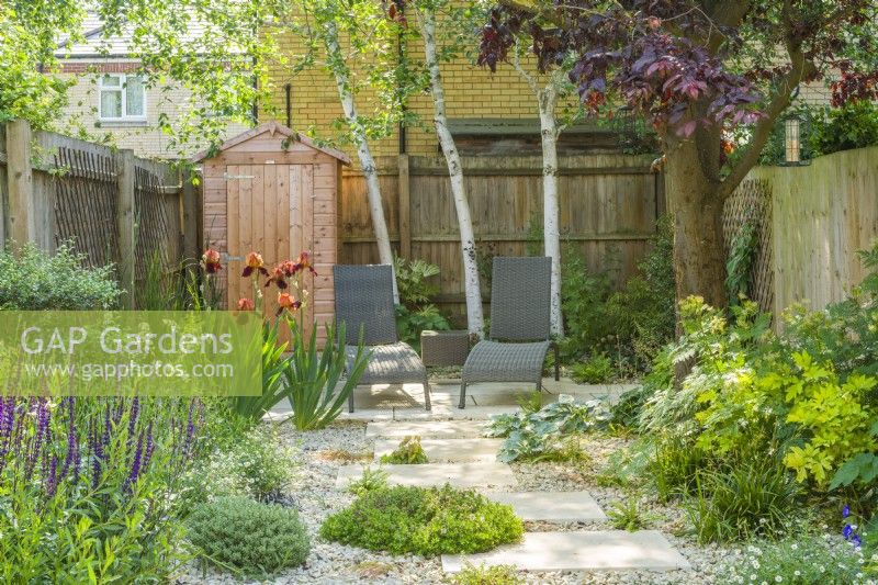 Small contemporary town garden in summer with stepping stones. Wide variety of foliage and flowering plants including birch trees, Iris 'Natchez Trace', Lamprocapnos spectabilis 'Gold Heart' and Salvia nemorosa 'Caradonna'. June