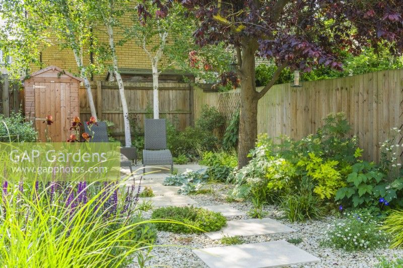 Small contemporary town garden in summer with stepping stones. Wide variety of foliage and fowering plants including birch trees, Iris 'Natchez Trace', Hakonechloa macra 'Aureola', Lamprocapnos spectabilis 'Gold Heart', miscanthus and Salvia nemorosa 'Caradonna'. June