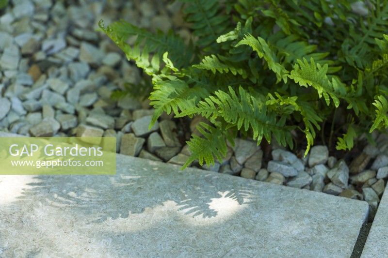 Polypodium vulgare. Detail of evergreen fern planted next to limestone paving with limestone chippings covering soil surface. June