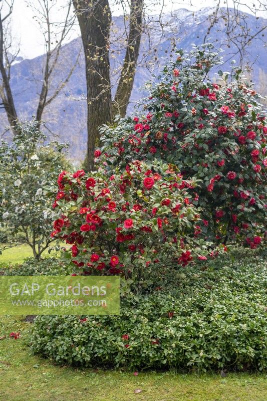 Spring park scene with the bushes of red flowering Camellia japonica 'Barbara Morgan' and underplanted Pachysandra terminalis, Japanese pachysandra . 
Parco delle Camelie, Camellia Park, Locarno, Switzerland
