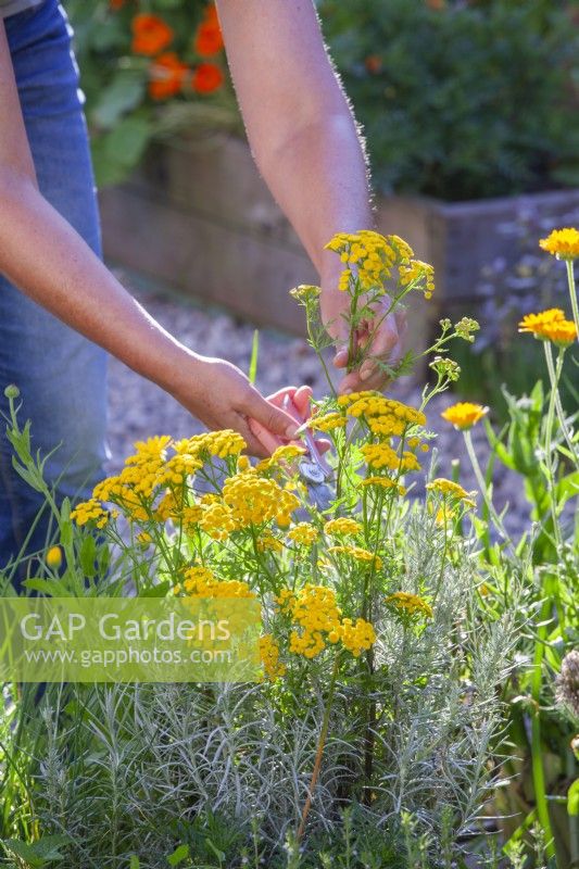 Creating an insecticide from Tanacetum vulgare - tansy by fermentation. Woman picking Tanacetum vulgare - tansy.