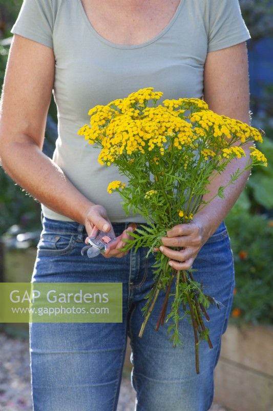 Creating an insecticide from Tanacetum vulgare - tansy by fermentation. Woman with harvested bunch of tansy.
