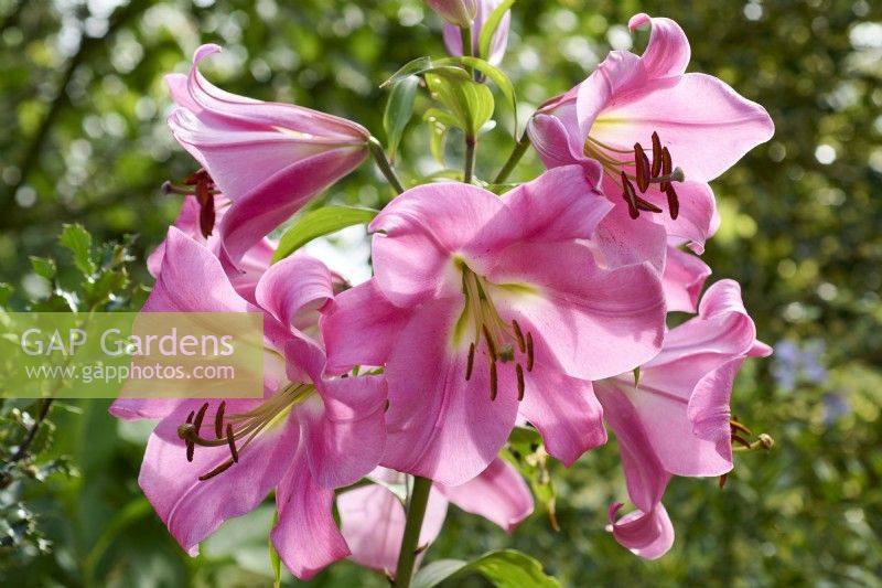 Chelsea Special lilies from H W Hyde