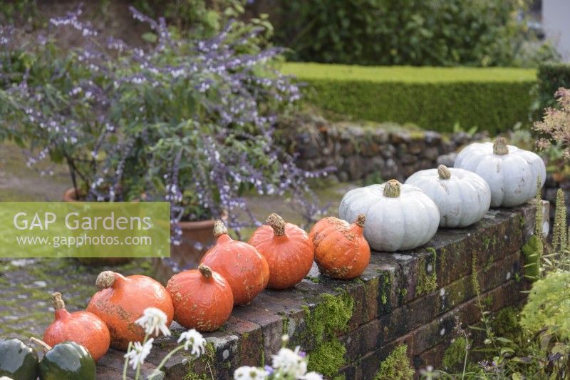 Squashes drying in a formal country garden in October
