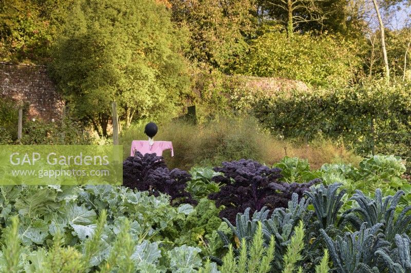 Scarecrow in a vegetable garden in October full of Kale 'Redbor' and 'Nero di Toscana'