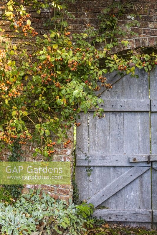 Old wooden doors in a walled garden framed by Rosa The Generous Gardener = 'Ausdrawn', with big orange hips in October