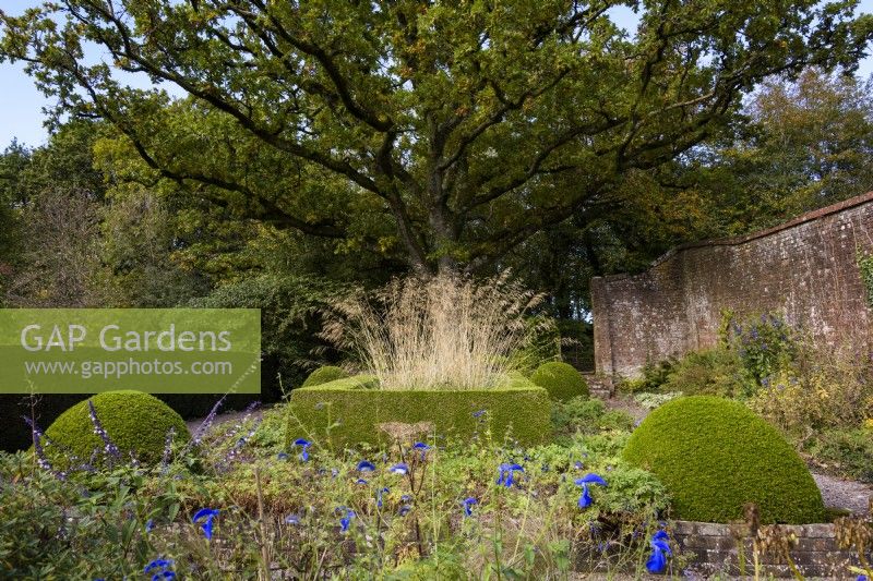 Small formal garden with clipped box and yew, Stipa gigantea and an old oak tree as a backdrop in October