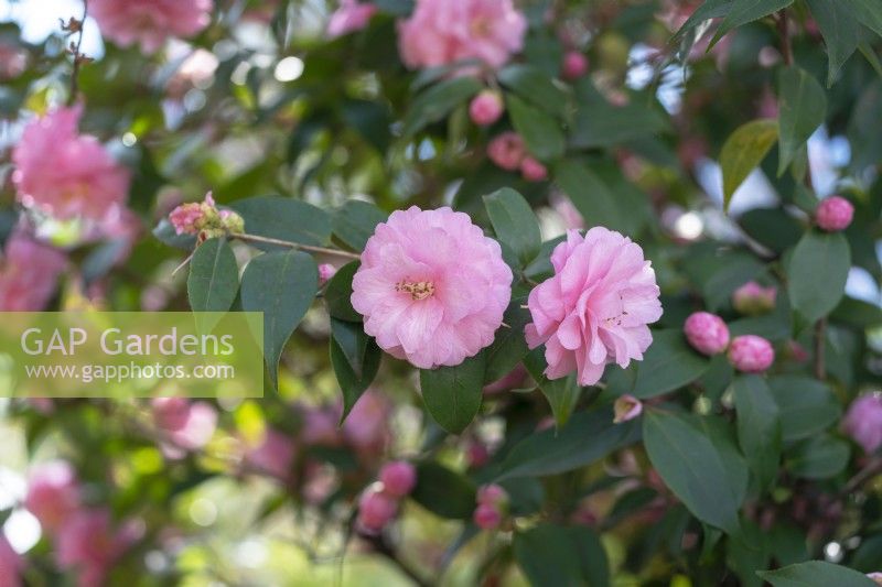 Cuspidata hybrid Camellia 'Spring Festival' with pink semi-double flowers.
Parco delle Camelie, Camellia Park, Locarno, Switzerland

Parco-delle-Camelie