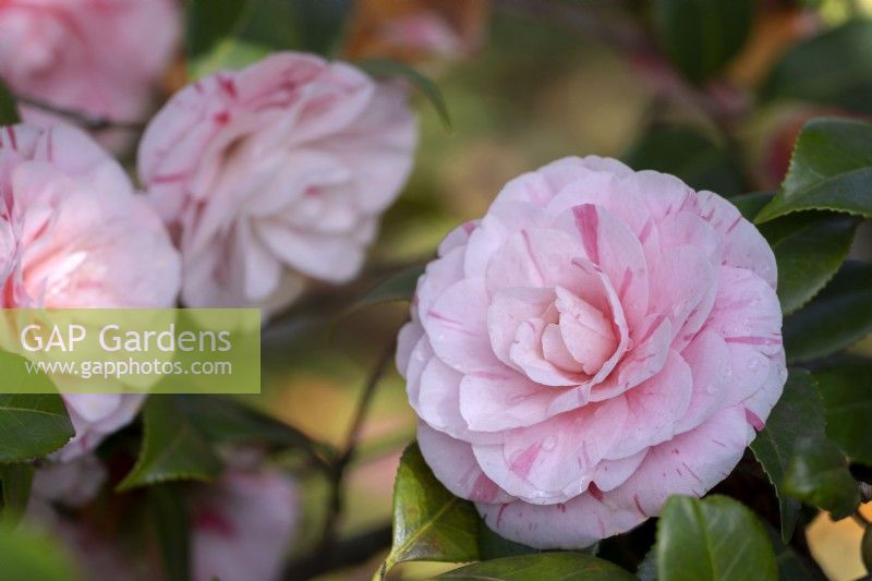 Camellia japonica 'Clotilde' syn.  'Principessa Clotilde', 'Princesse Clotilde'.
Parco delle Camelie, Camellia Park, Locarno, Switzerland

