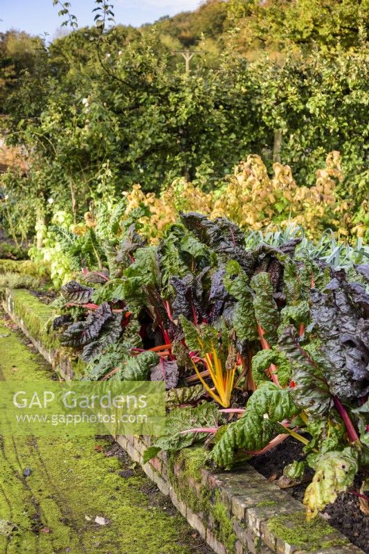 Beta vulgaris/Swiss chard 'Bright Lights' in a brick edged bed in October